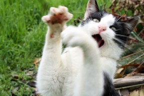 爱游戏电竞官网-Jones 技术全面，是球队多面手，jones球员