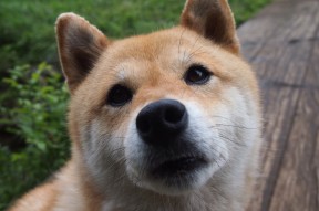 爱游戏-体测成绩评价系统加入动态成长曲线分析，体测成绩生成器