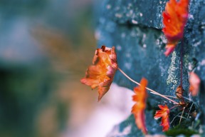 爱游戏app下载-中国女篮打造多点开花进攻格局，中国女篮真棒