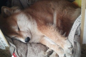 AYX GAME-奇库诺娃赛场表现引发媒体热议，奇库比是啥