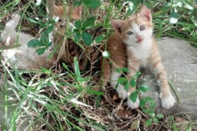 AYX GAMING-高压体系助力破对手出球节奏，高压击球动作