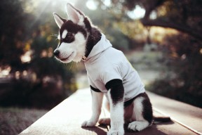 爱游戏电竞官网-法兰克福连续抢断提升反击效率，法兰克福专区