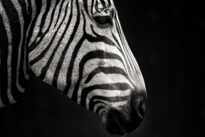 爱游戏下载-体育社会组织能力建设大会成功举办，体育社会组织发展历程