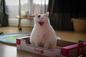 爱游戏app-特斯·冯·迪克：为南非队的进攻体系注入活力，推动攻势发展，冯斯特拉克家族