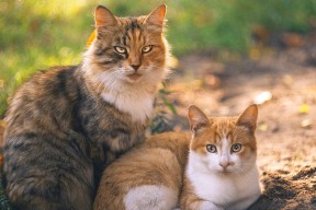 爱游戏体育-中国女篮面对强敌展现韧性和决心，中国女篮对阵形势