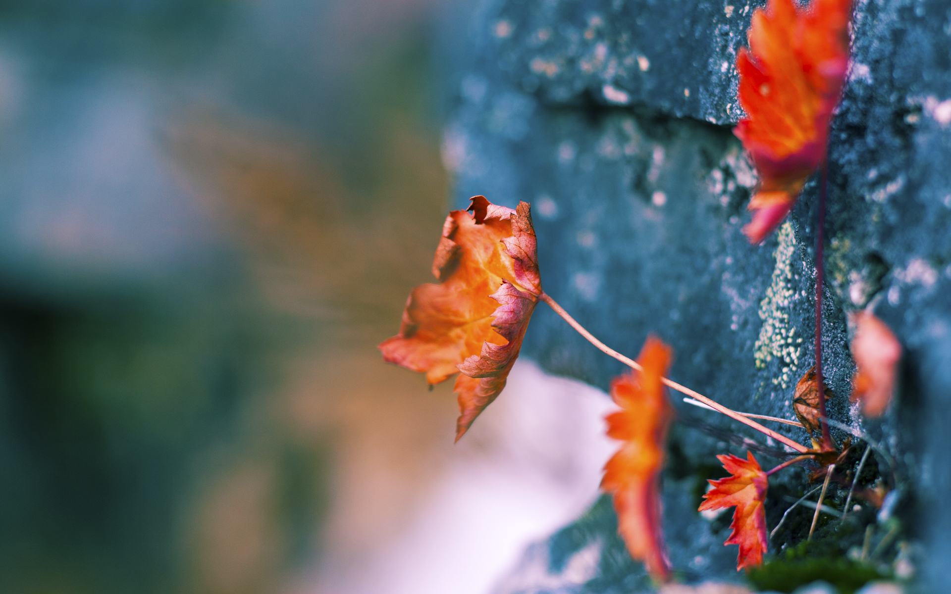 中国女篮打造多点开花进攻格局,中国女篮真棒