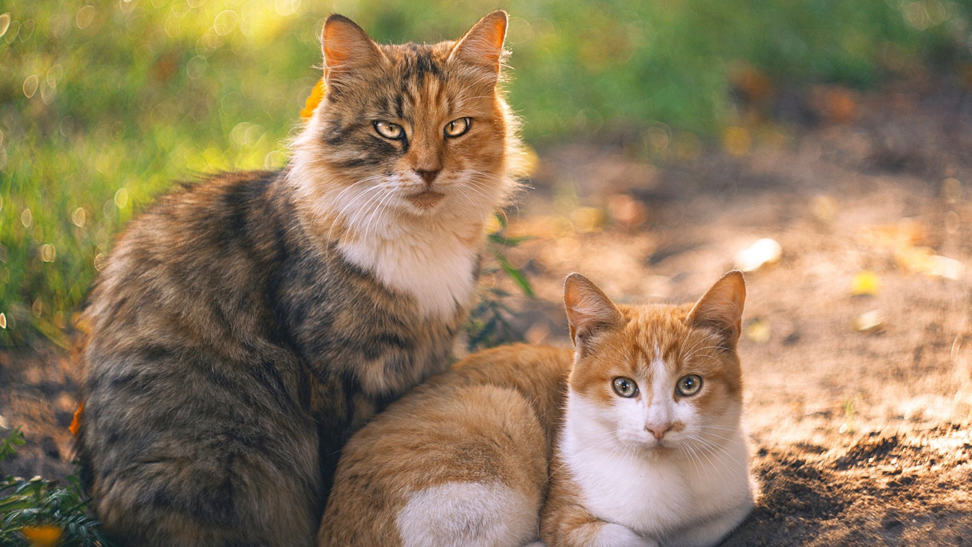中国女篮面对强敌展现韧性和决心,中国女篮对阵形势