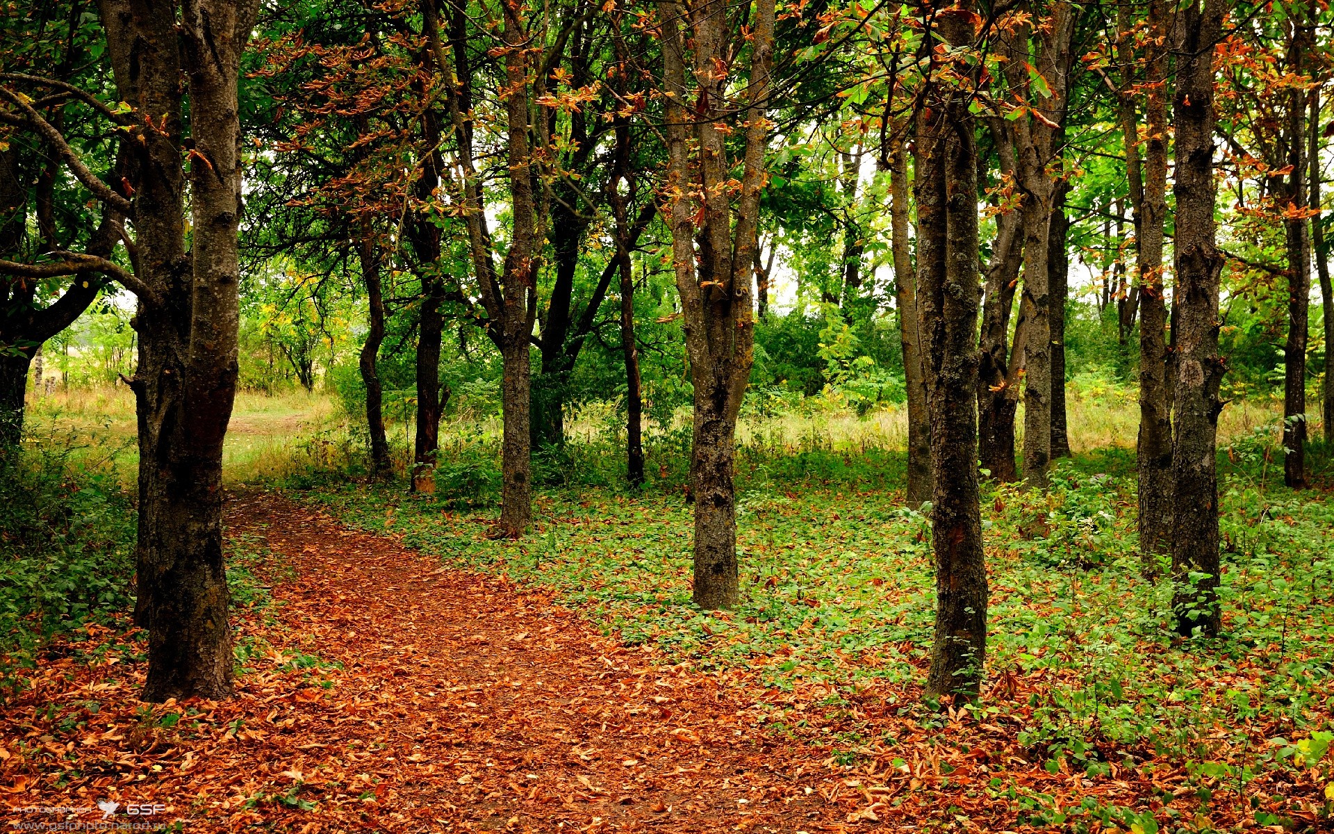 中国选手在国际柔道大赛中逆转夺冠,中国选手在国际柔道大赛中逆转夺冠了吗
