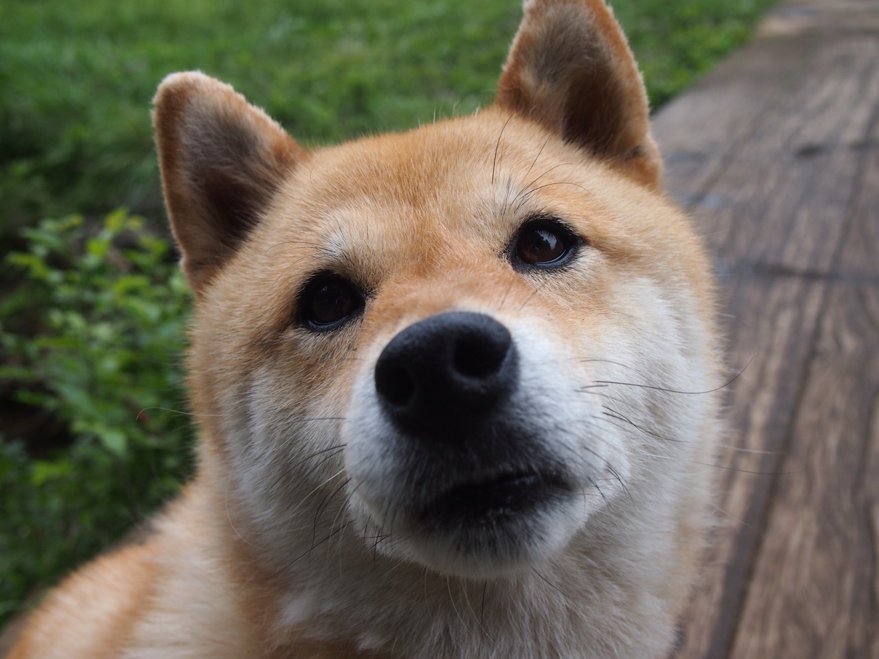 体测成绩评价系统加入动态成长曲线分析,体测成绩生成器