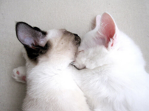 张雨霏分段游速全场最快,张雨霏的比赛