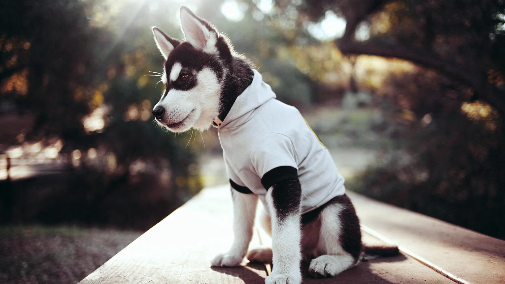 法兰克福连续抢断提升反击效率,法兰克福专区