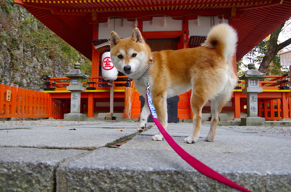 澳大利亚团队赛制:如何依靠团体力量打破单打的局限,澳大利亚战队