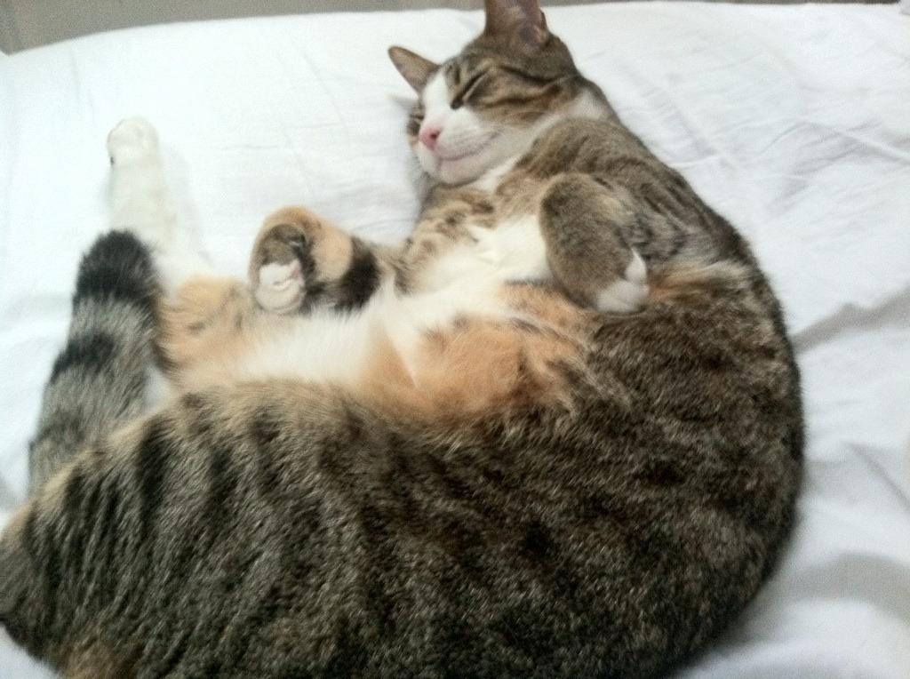 澳大利亚团队赛制:如何依靠团体力量打破单打的局限,澳大利亚战队