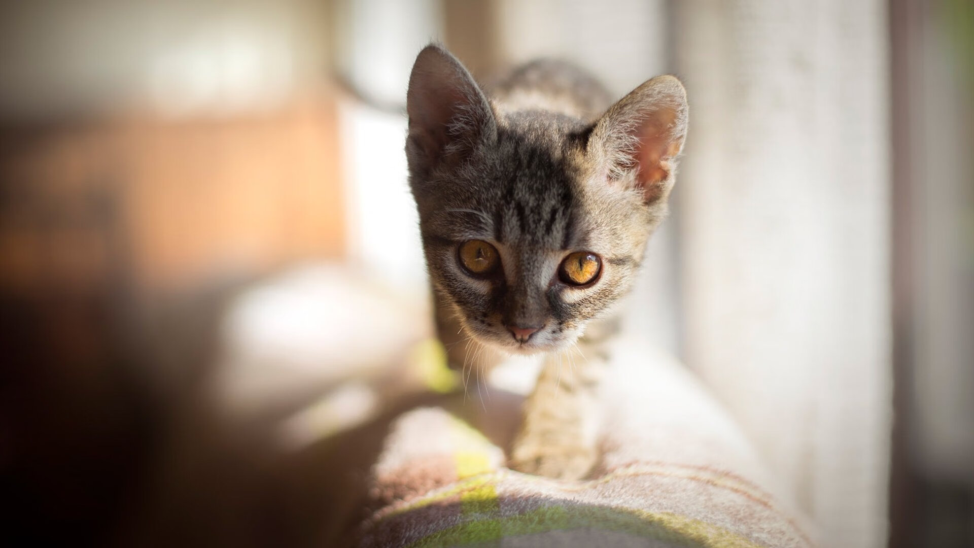 花样滑冰音乐版权合作加强版权保护意识,花样滑冰bgm