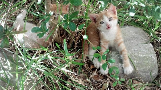 高压体系助力破对手出球节奏,高压击球动作
