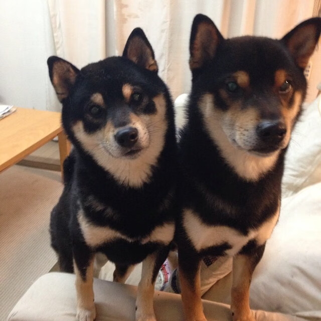 中国女排参加友谊赛检验实战能力,中国女排参加综艺节目