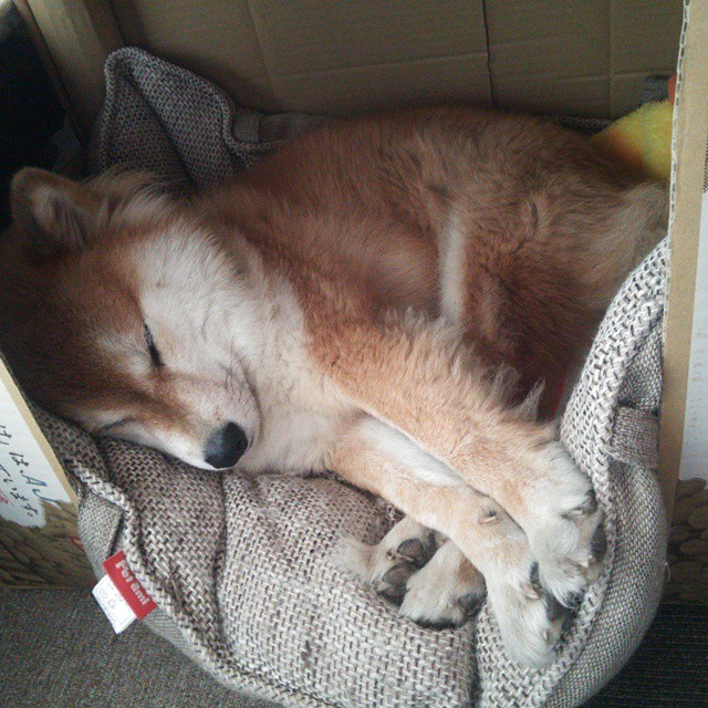 奇库诺娃赛场表现引发媒体热议,奇库比是啥