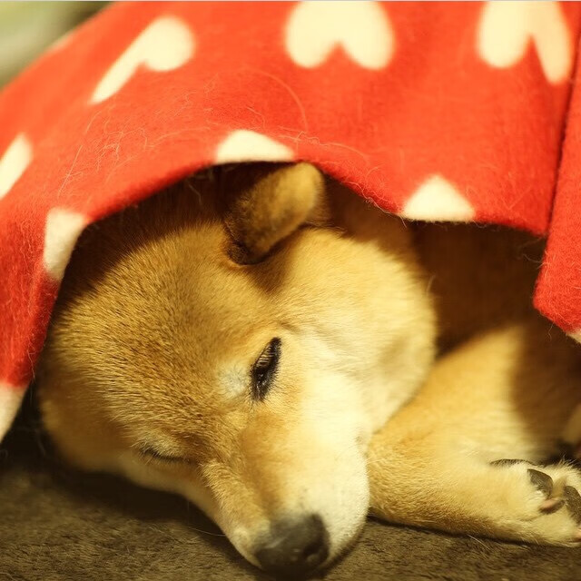 极限滑板运动推广活动启动,极限滑板爱好者