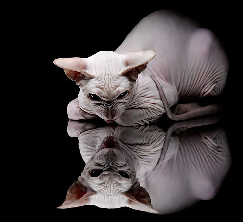 水球快攻摩纳哥节奏明快,摩纳哥点球